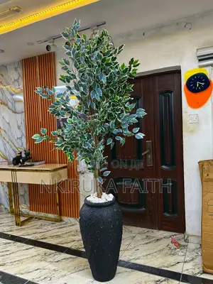 Olive Plant With Big Fiber Pot