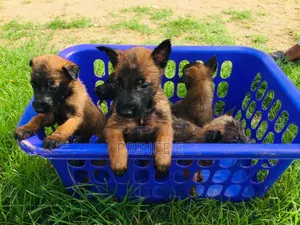 1-3 months Female Purebred Belgian Malinois