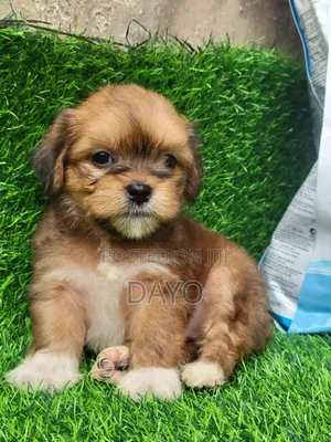 1-3 months Male Purebred Lhasa Apso