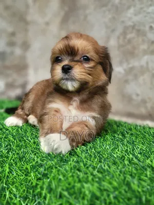 1-3 months Male Purebred Lhasa Apso
