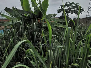 600sqm Plot 4 Sale Adeniyi Jones Ikeja