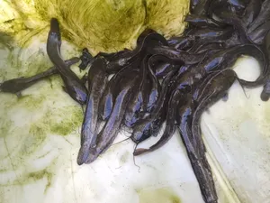 Jumbo Clarias Fish Seeds (10cm-13cm)