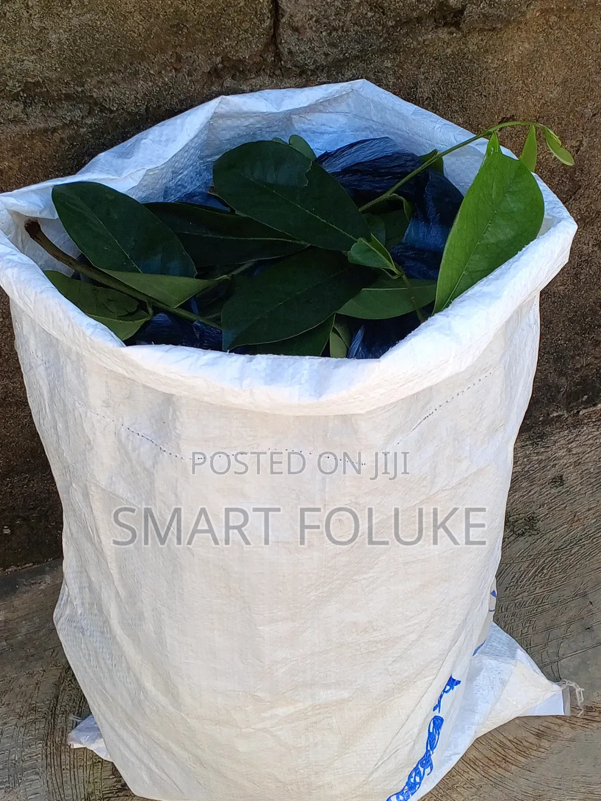 Soursop Fruit and Leaves