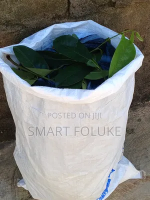 Soursop Fruit and Leaves