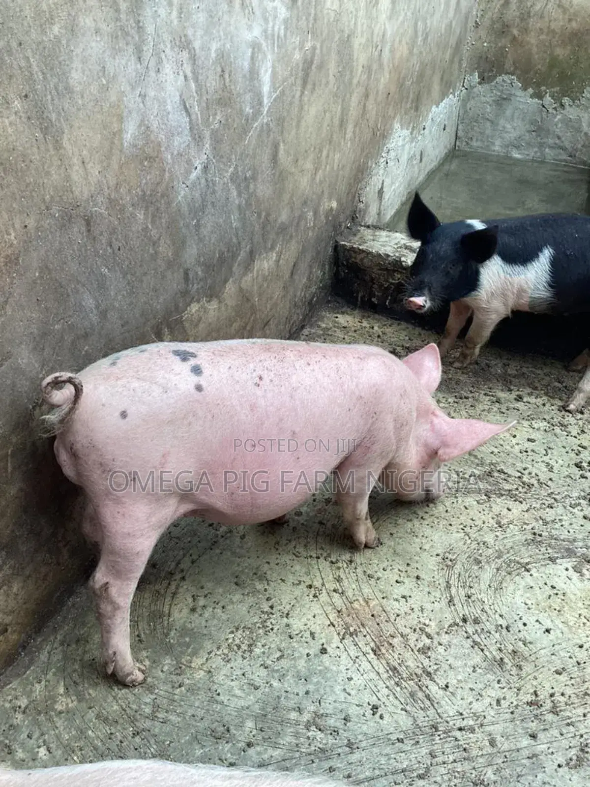 Pig and Piglet