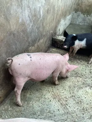 Pig and Piglet