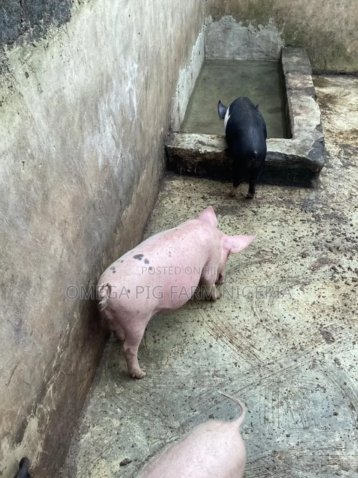 Pig and Piglet