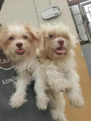3-6 months Female Purebred Lhasa Apso