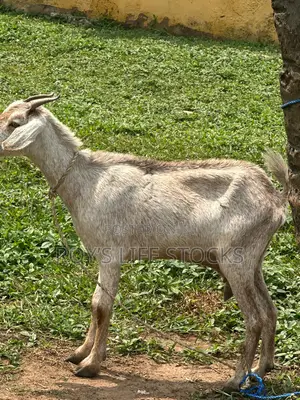 Healthy Affordable Live Goats