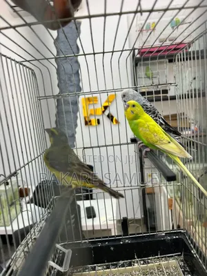 Birds Sale