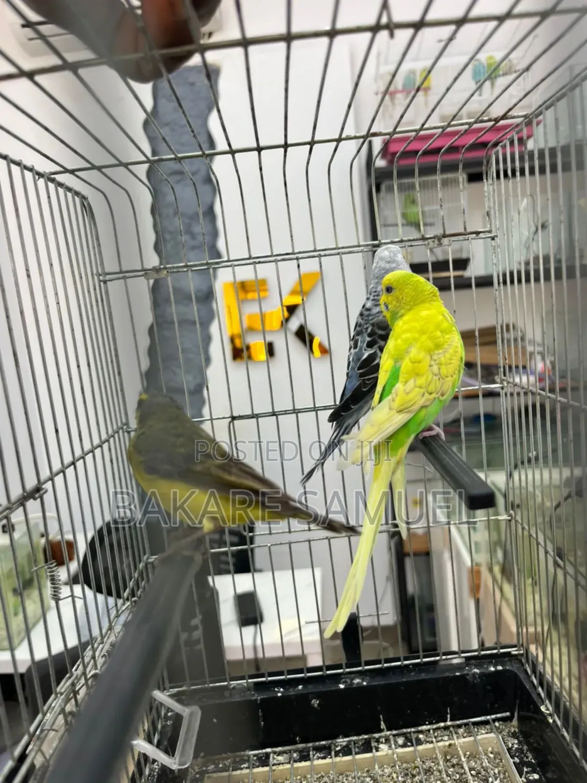 Birds Sale