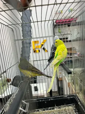 Birds Sale