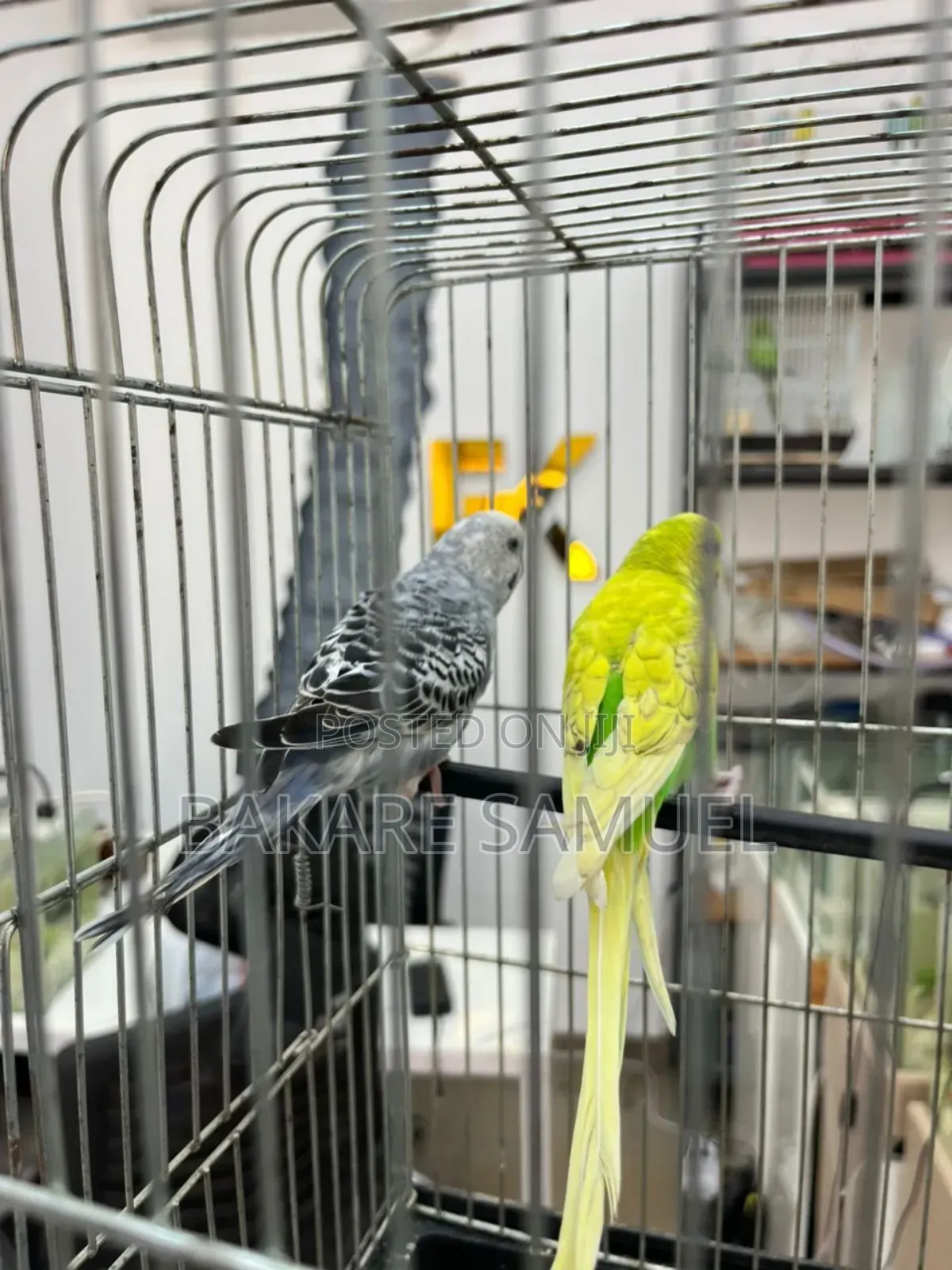 Birds Sale
