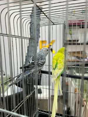 Birds Sale