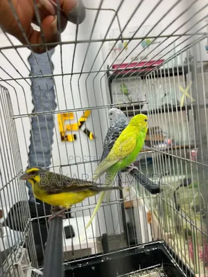 Birds Sale