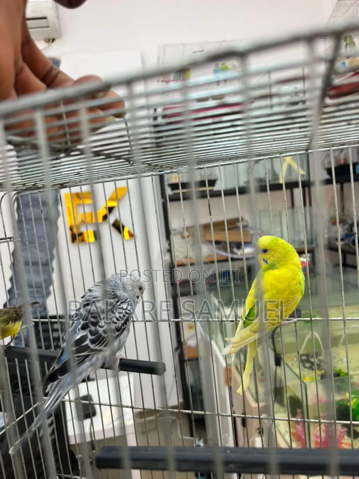 Birds Sale