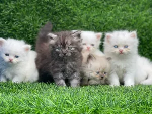 1-3 months Female Purebred Persian