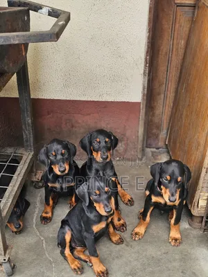 1-3 months Female Purebred Doberman Pinscher