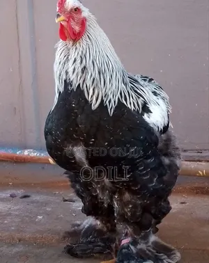 Brahma Chicken