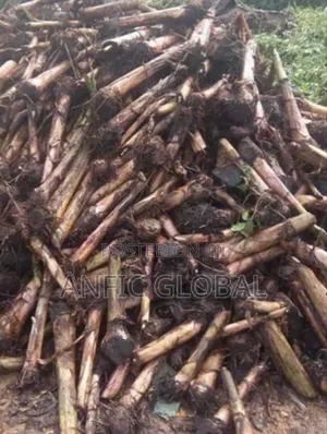 Elephant Giant Hybrid Plantain