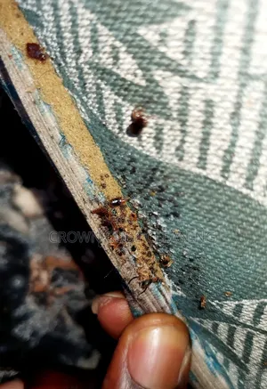 Sofa Cleaning / Restoration and Fumigation Services