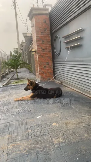 3-6 months Female Purebred German Shepherd