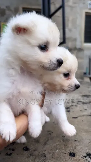 1-3 months Male Purebred American Eskimo