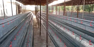 Poultry Cage Solution for Your Farm
