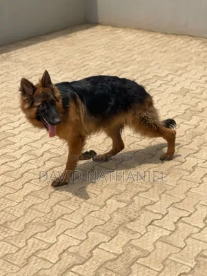 1+ year Male Purebred German Shepherd