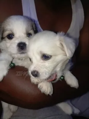 0-1 month Male Mixed Breed Lhasa Apso