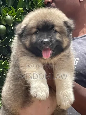1-3 months Female Purebred Caucasian Shepherd