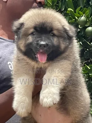 1-3 months Male Purebred Caucasian Shepherd