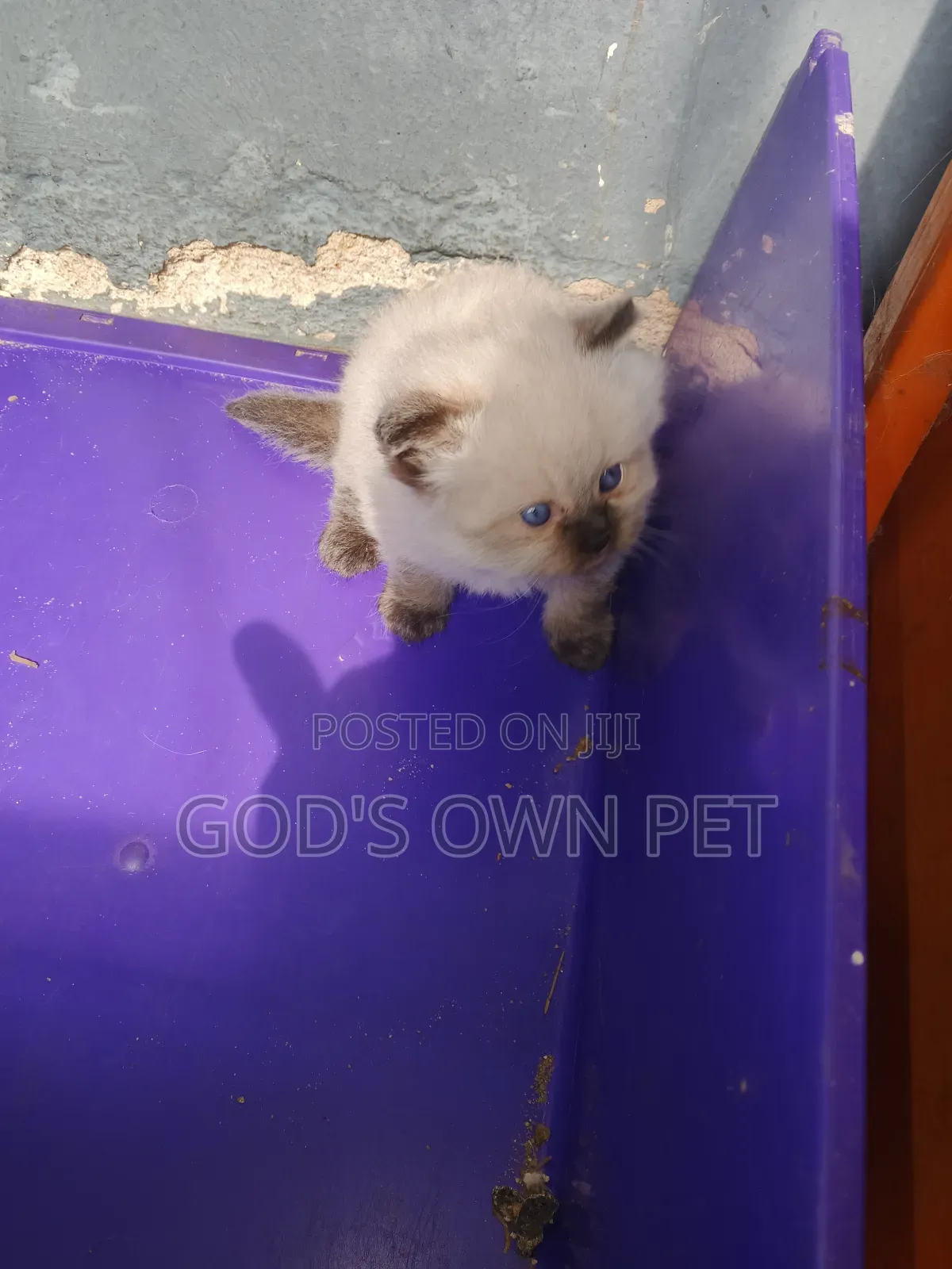 1-3 months Male Purebred Persian