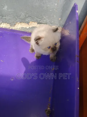 1-3 months Male Purebred Persian
