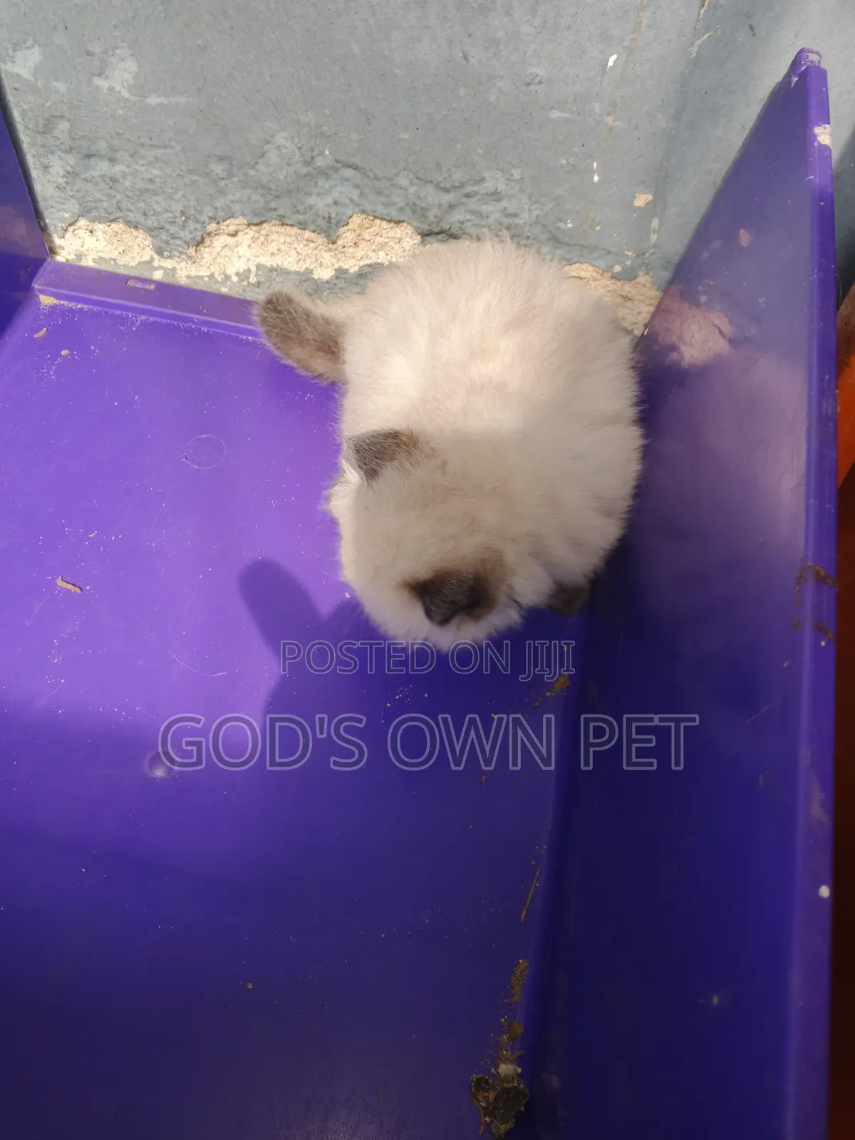 1-3 months Male Purebred Persian