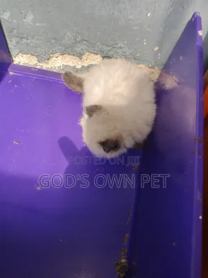 1-3 months Male Purebred Persian