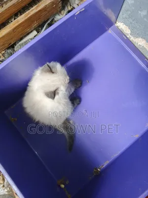 1-3 months Male Purebred Persian