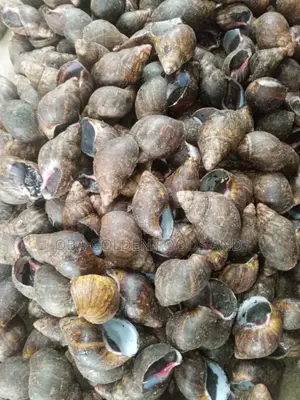 Nutritious Snail