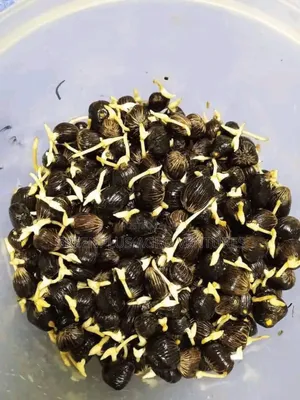 Hybrid Oil Palm Sprouted Seeds