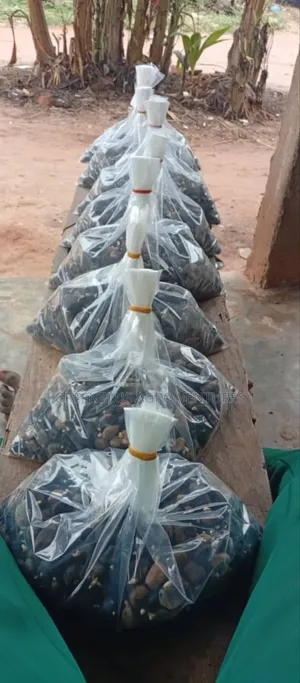 Hybrid Oil Palm Sprouted Seeds