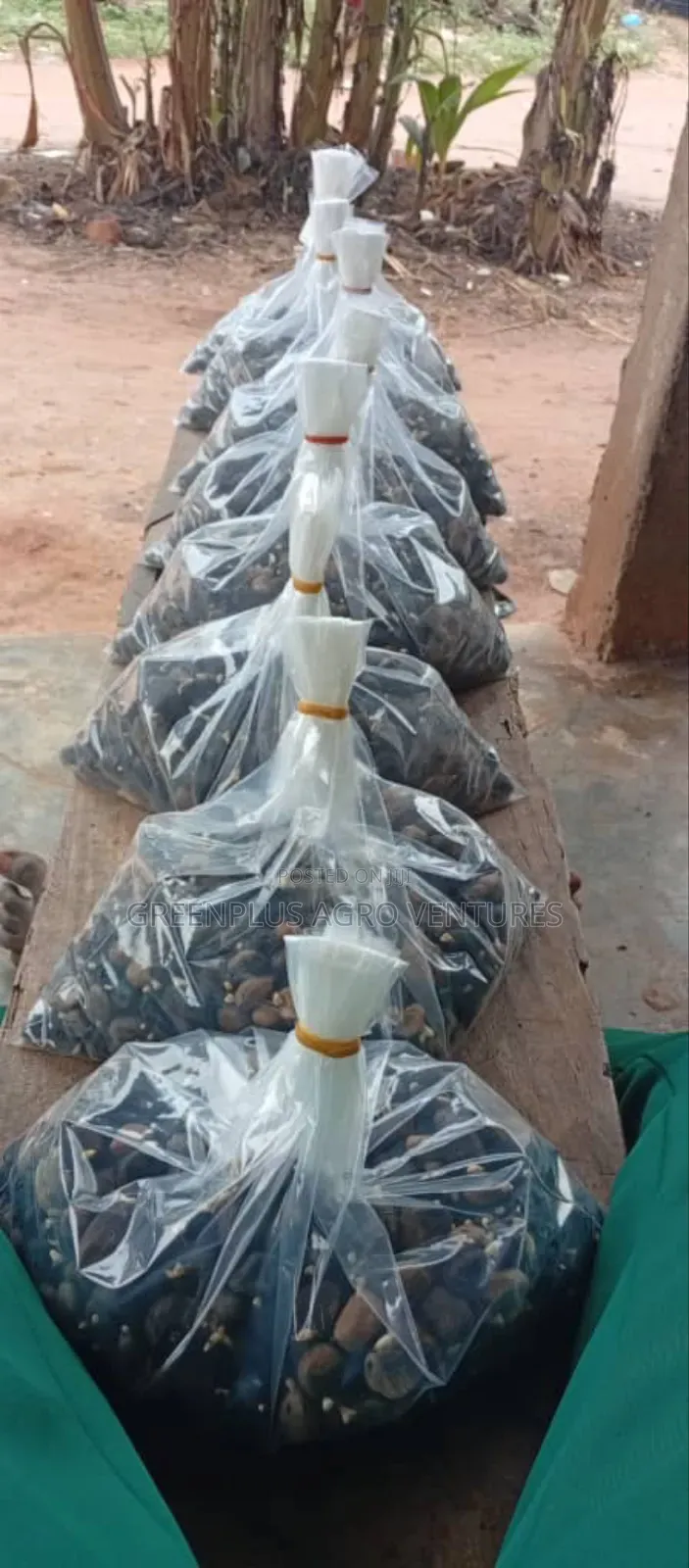 Hybrid Oil Palm Sprouted Seeds
