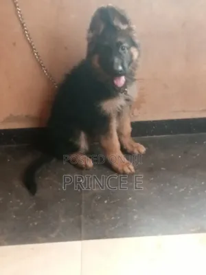1-3 months Male Purebred German Shepherd