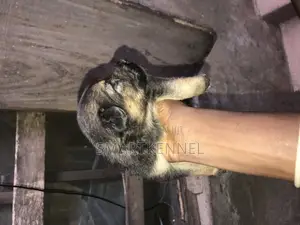 1-3 months Female Purebred German Shepherd
