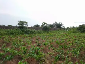Fenced 5 Plots of Virgin Dry Land, No Agency Fee Payment