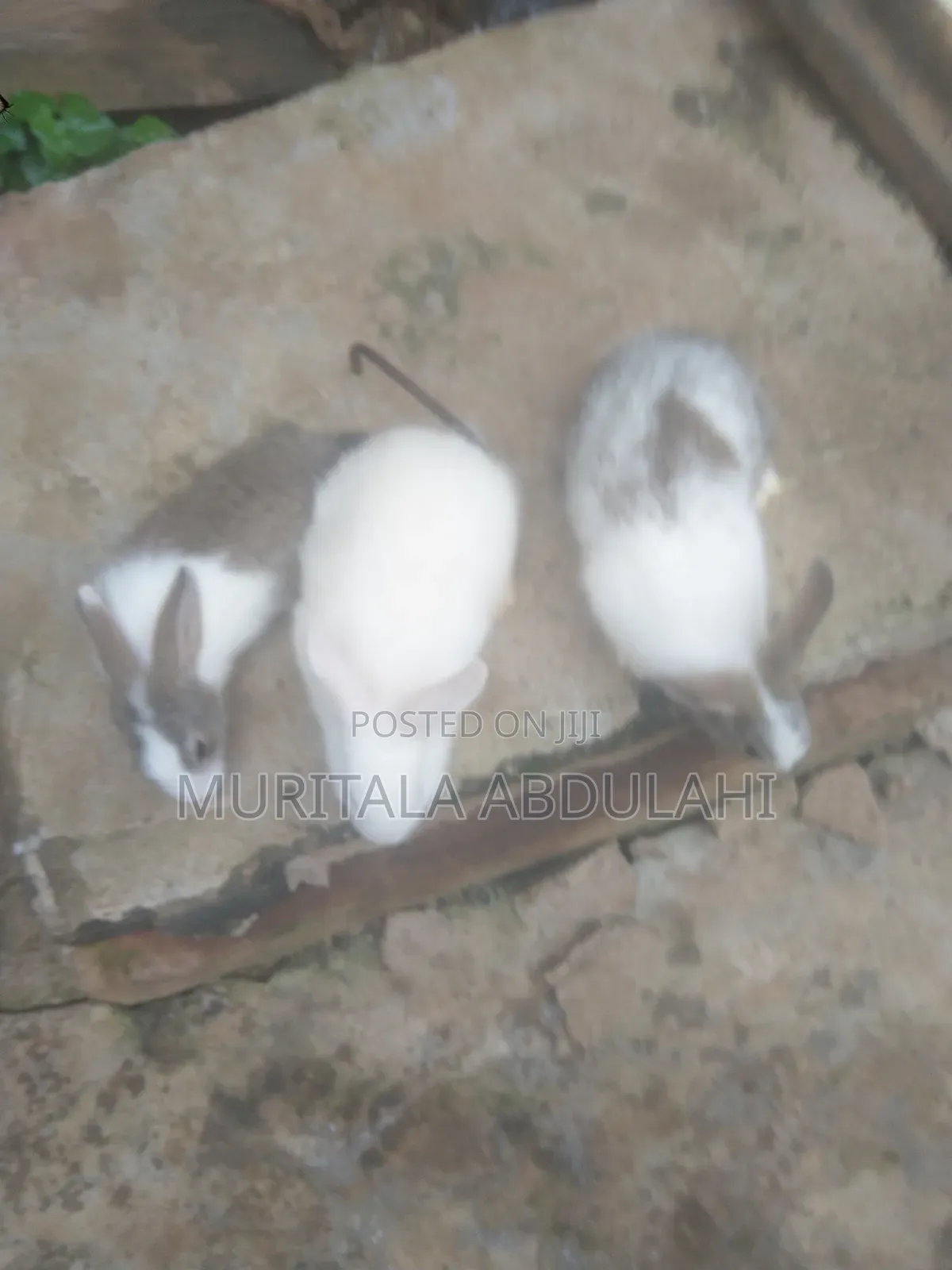 Rabbits for Breeding