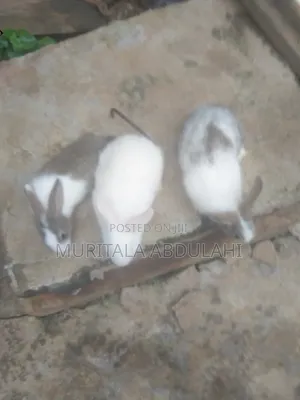 Rabbits for Breeding