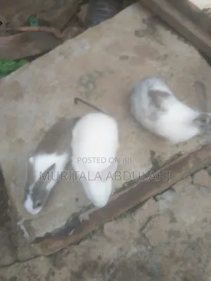 Rabbits for Breeding