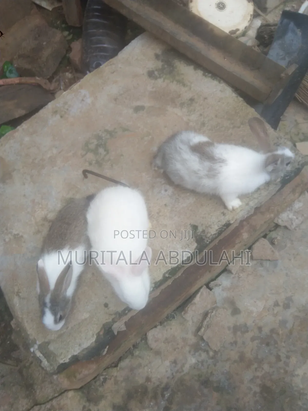 Rabbits for Breeding