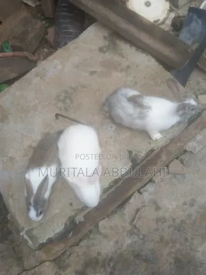 Rabbits for Breeding