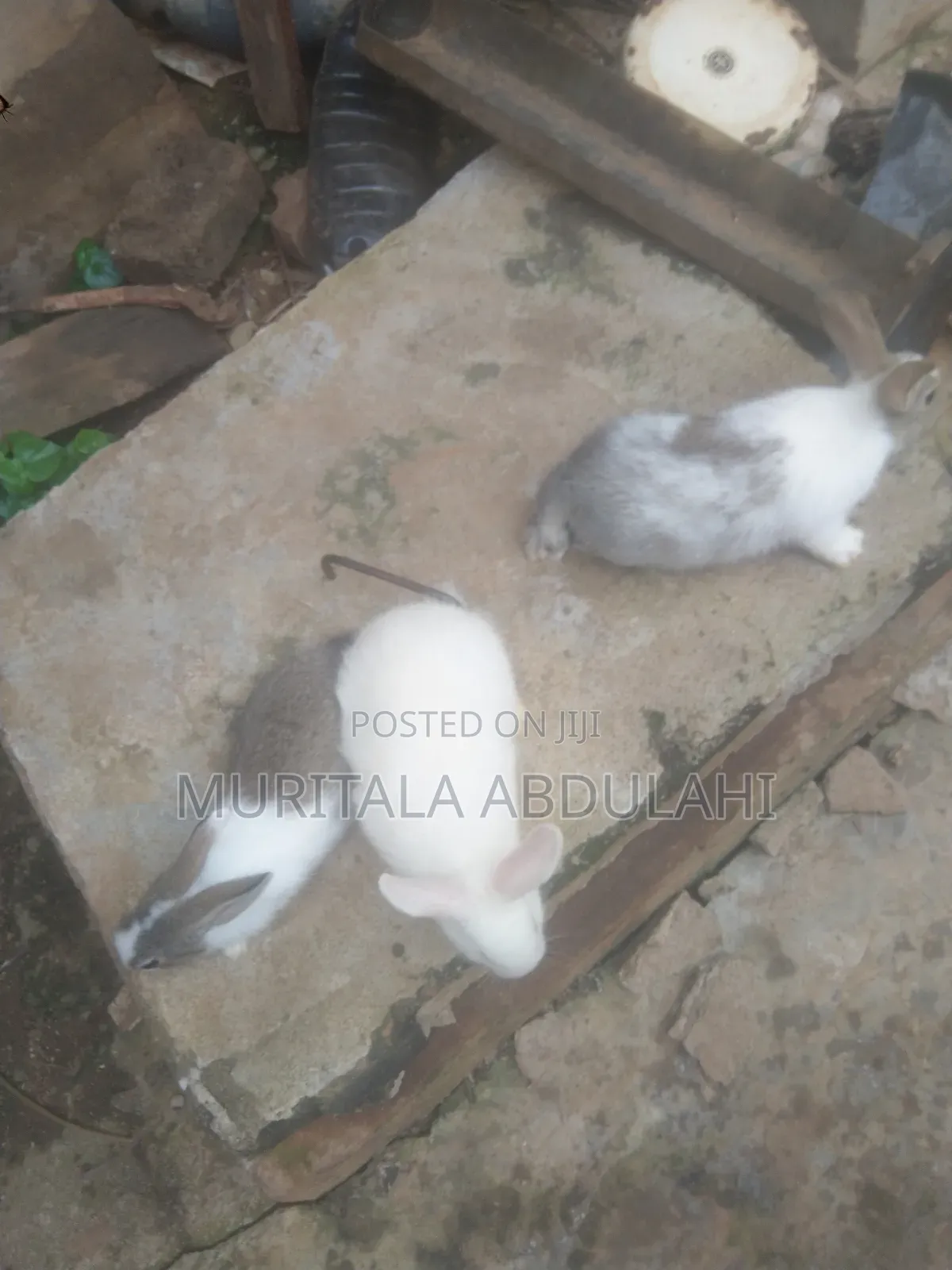 Rabbits for Breeding